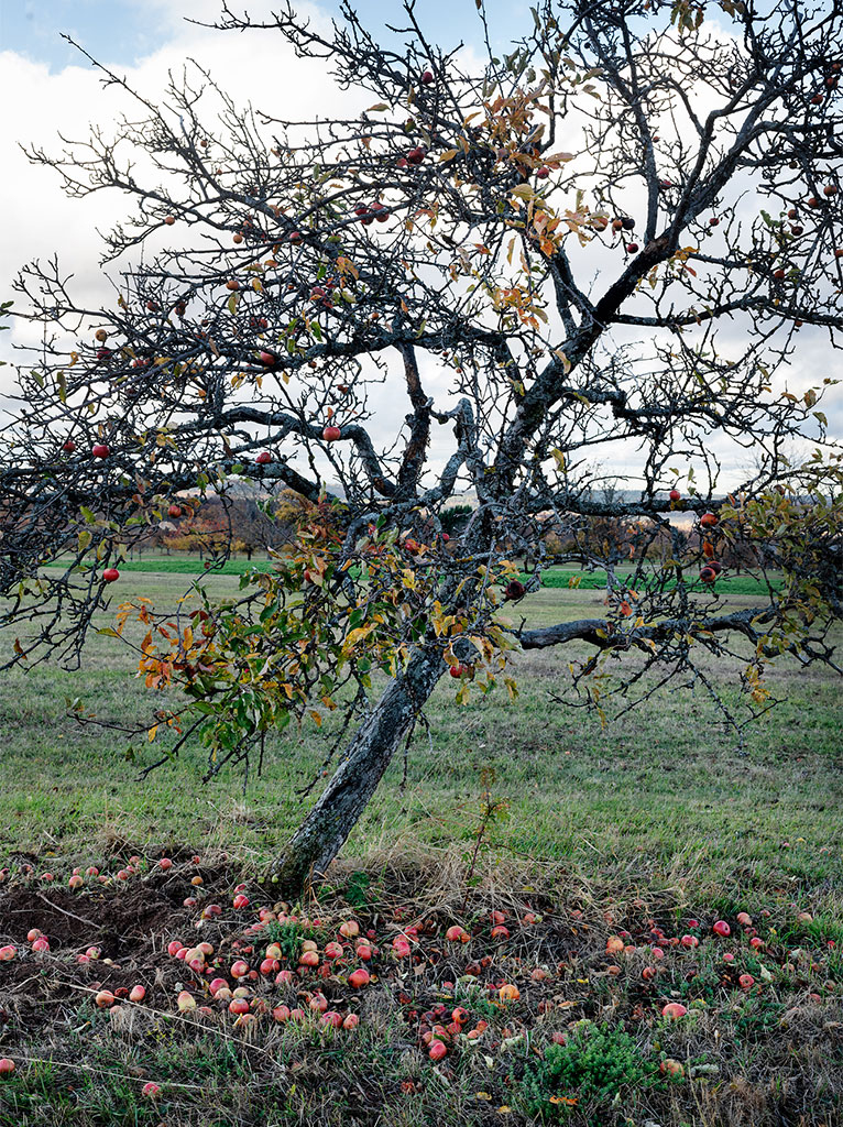 Auf den Boden gefallene Äpfel eines Apfelbaum