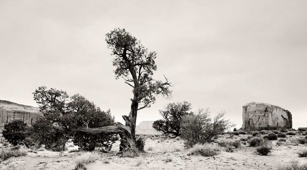 Momument Valley, Juniper Tree, Elephant Butte