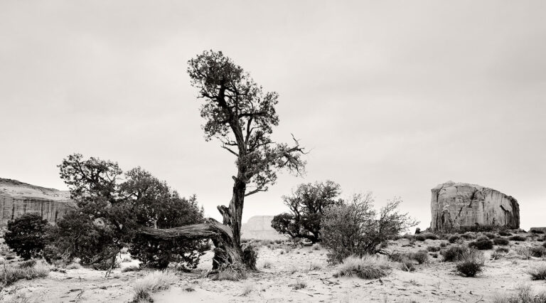 Momument Valley, Juniper Tree, Elephant Butte