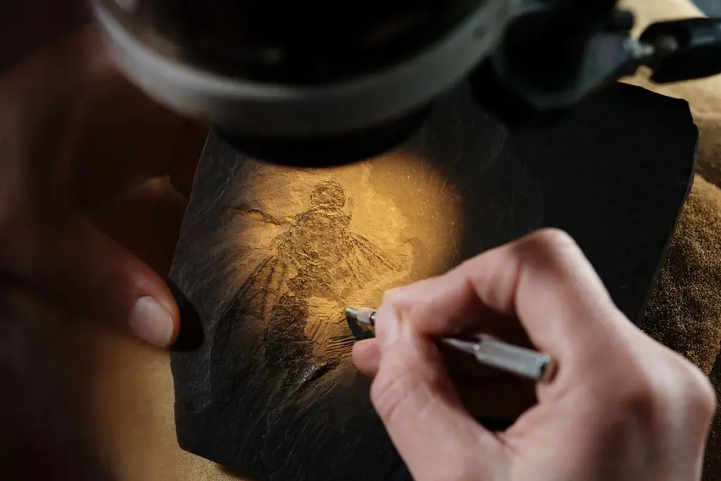 Preparateur Uta Kiel works on a fossil of a giant ant