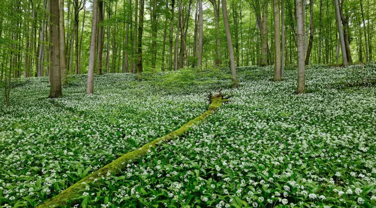 Nationalpark Hainich