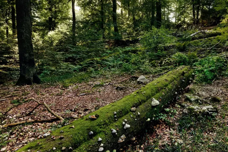 Nationalpark Hunsrück
