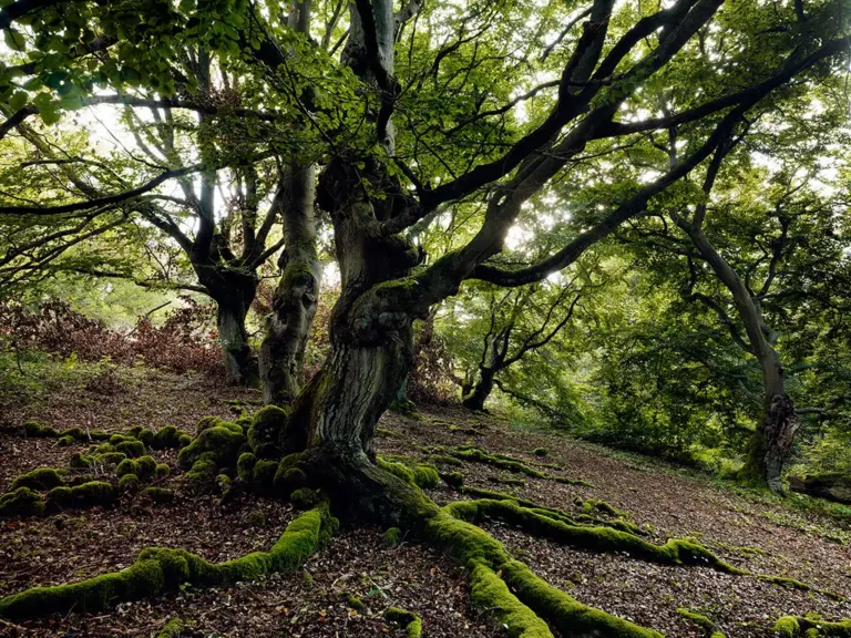 Hutewald Halloh, Hessen