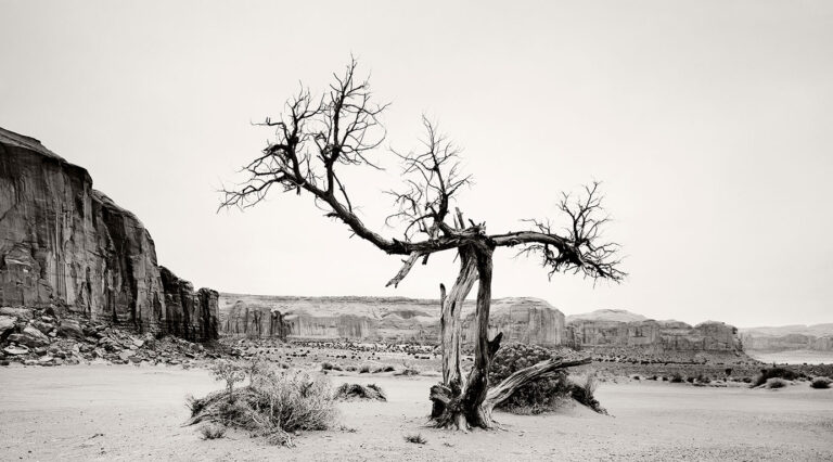 Momument Valley, North Window Juniper Tree.