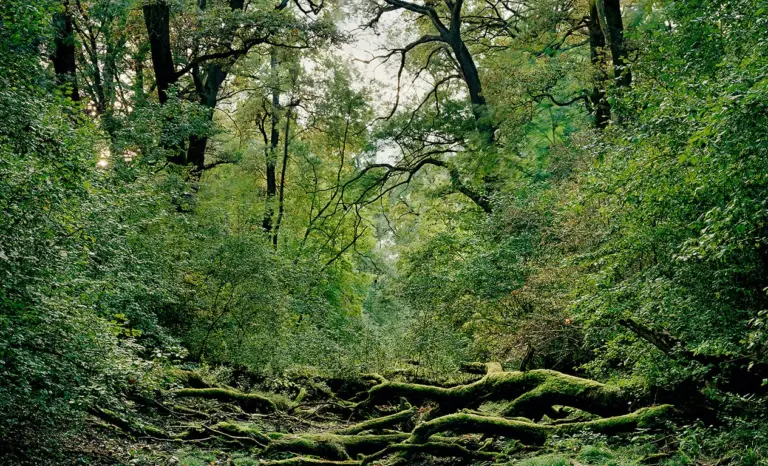 Kühkopf Hartholzaue