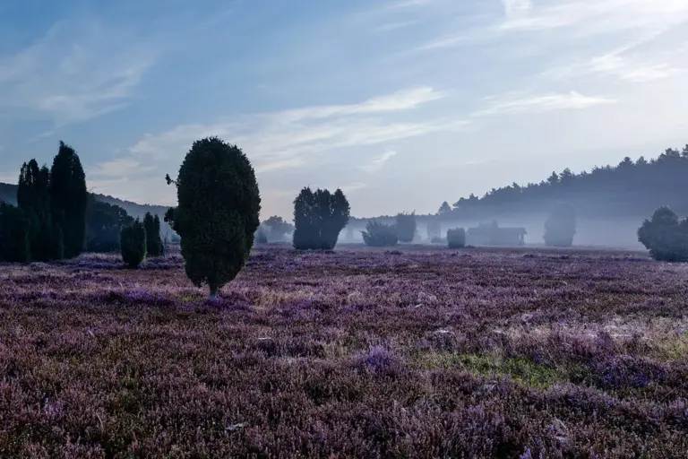 Steingrund, Lüneburger Heide
