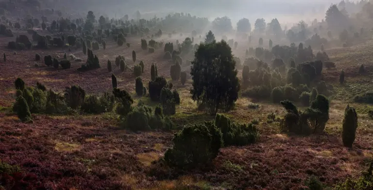 Totengrund, Lüneburger Heide