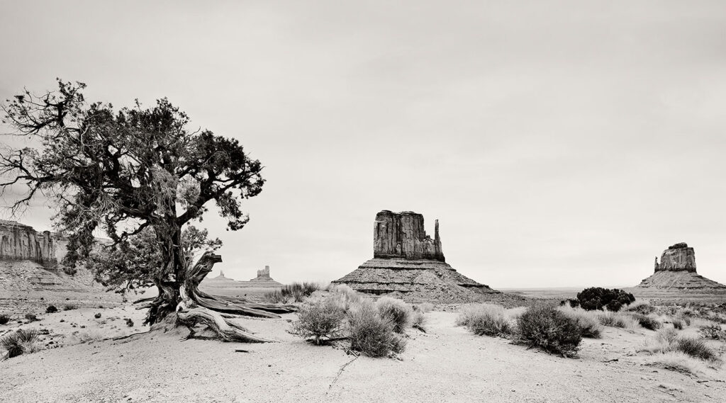 Monument Valley, Juniper Tree, West Mitten Butte, East Mitten Butte