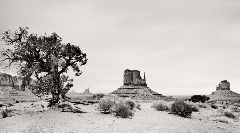 Monument Valley, Juniper Tree, West Mitten Butte, East Mitten Butte