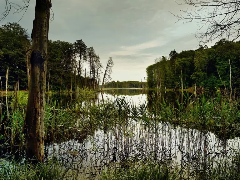 Schweingartensee im Müritz Nationalpark