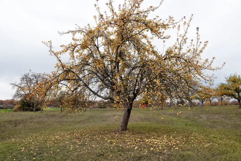 Streuobstwiese, zu viel Obst, Äpfel liegen am Boden