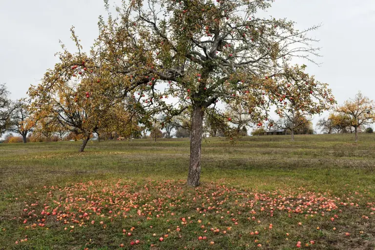 Streuobstwiese, zu viel Obst, Äpfel liegen am Boden