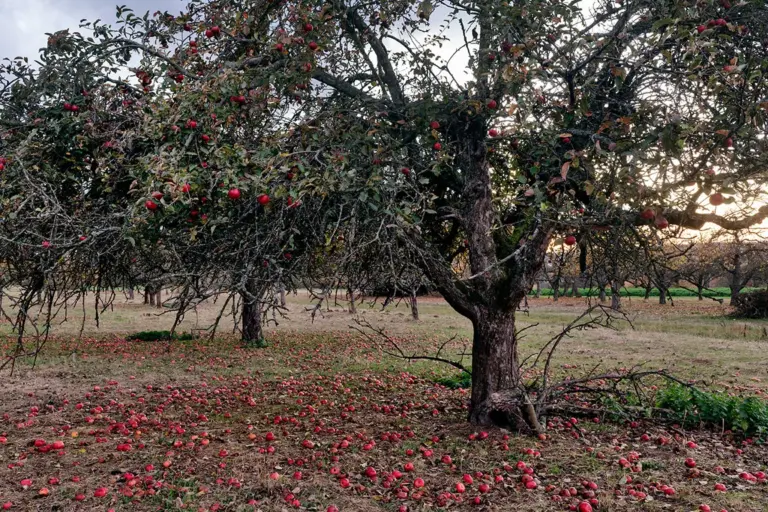 Streuobstwiese, zu viel Obst, Äpfel liegen am Boden