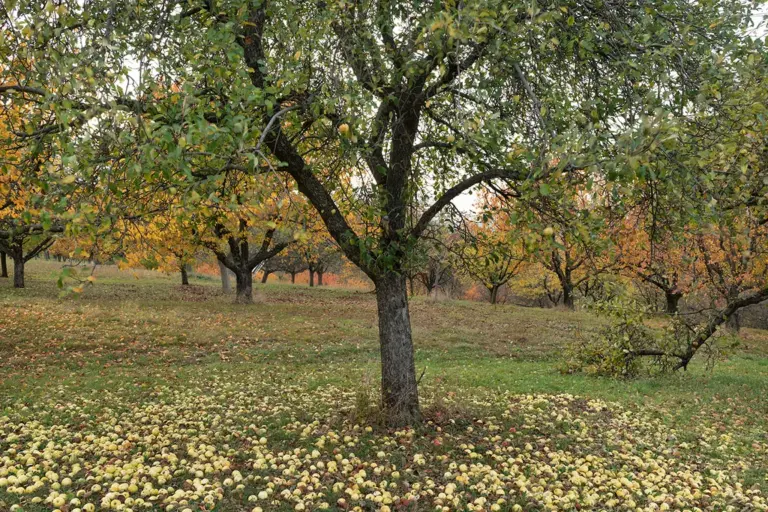 Streuobstwiese, zu viel Obst, Äpfel liegen am Boden