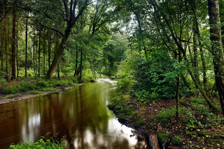 Naturschutzgebiet Elmpter Schwalmbruch