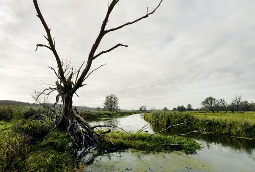 Nationalpark Unteres Odertal in Brandenburg