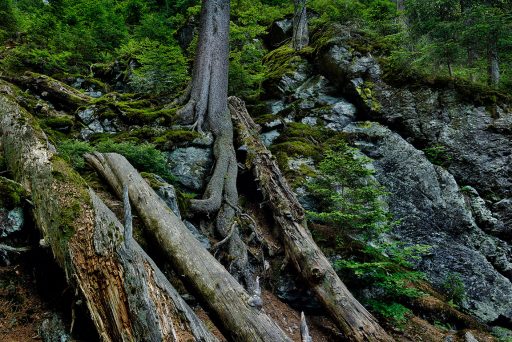 Höllbachgspreng im Nationalpark Bayerischer Wald.
