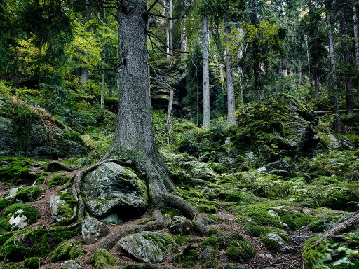 Höllbachgspreng im Nationalpark Bayerischer Wald.