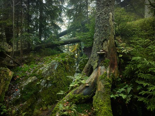 Baum im Nationalpark Bayerischer Wald.