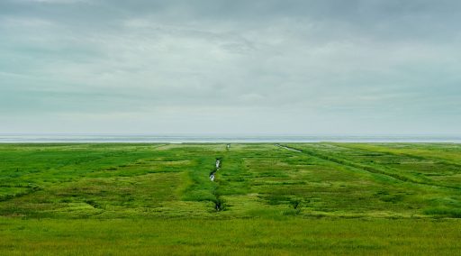 Salzwiese auf der Halbinsel Butjadingen, Nationalpark Niedersächsisches Wattenmeer.