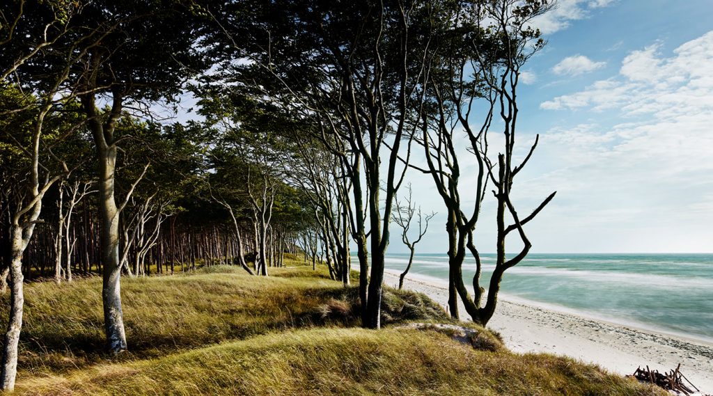 Wald am Weststrand der Halbinsel Darss im Nationalpark Vorpommersche Boddenlandschaft.