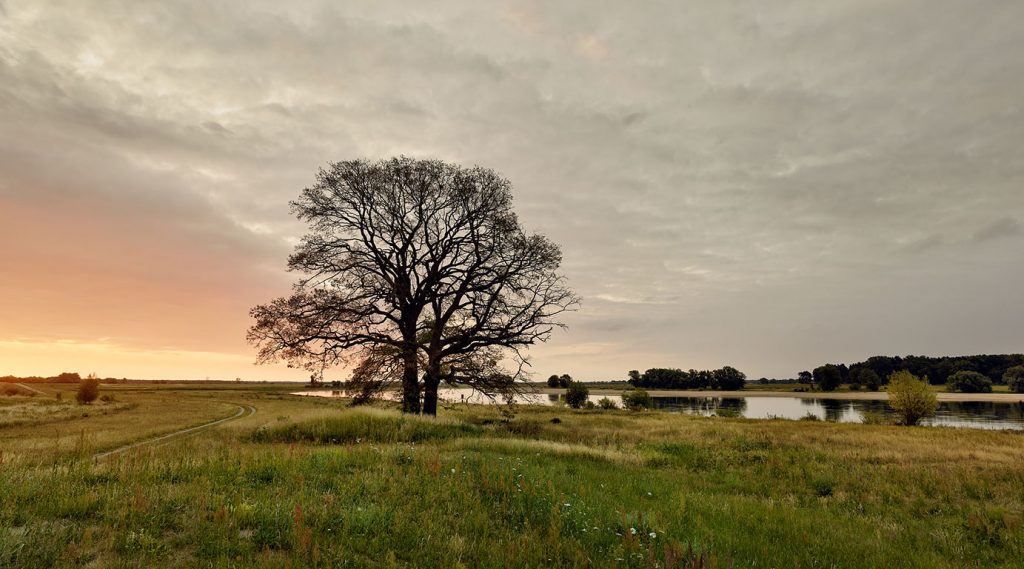 Eiche im Naturschutzgebiet Lenzener Elbtalaue.