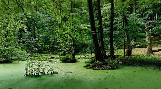 Moor im Grumsiner Forst im Biosphärengebiet Schorfheide-Chorin