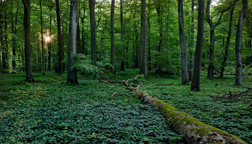 Wald im Nationalpark Hainich