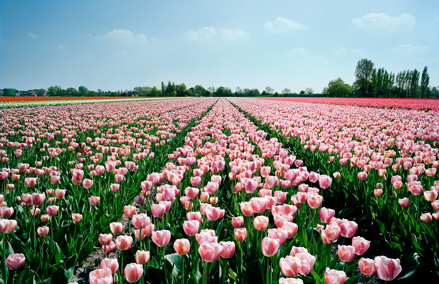 Tulip field near Hillegom