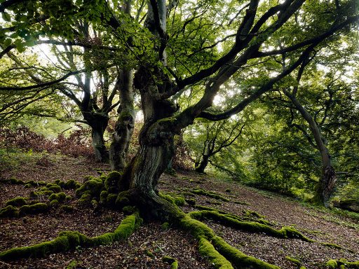 Baum im Hutewald Halloh, Naturpark Kellerwald-Edersee