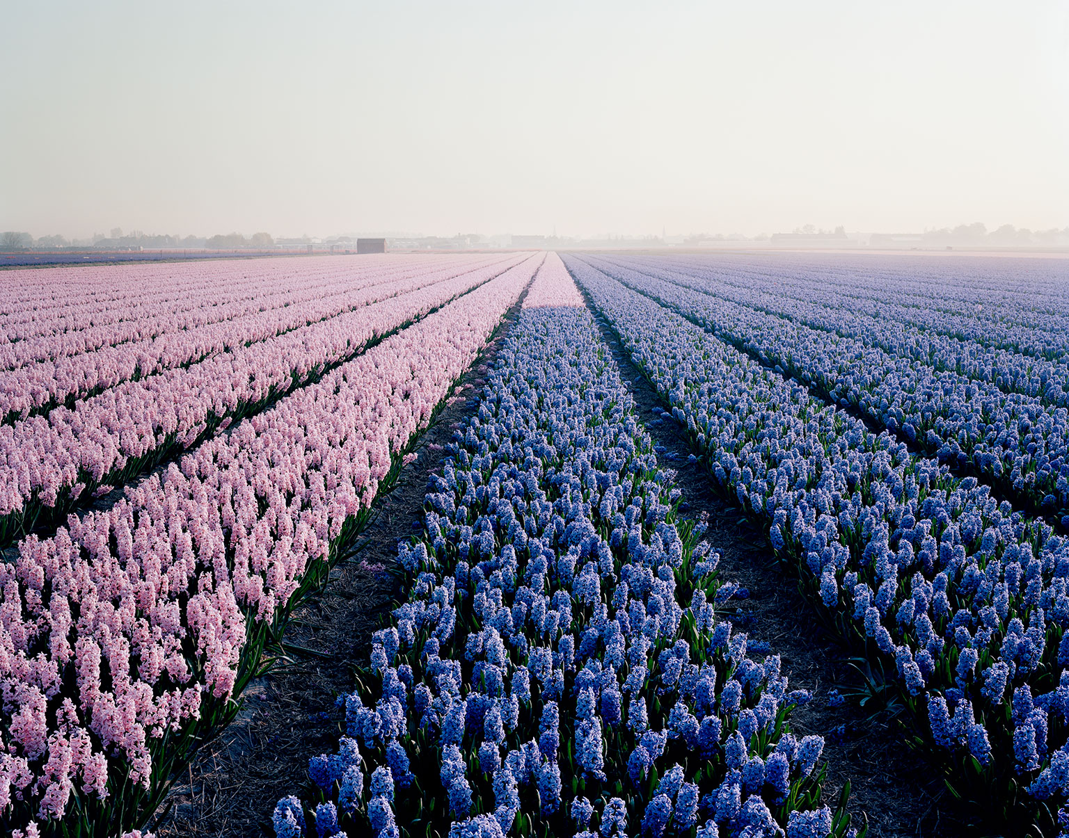 Hyacinth field near Lisse