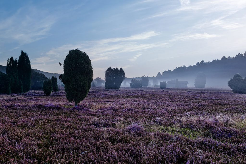 Lüneburger Heide, Steingrund.