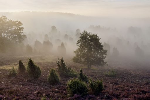 Lüneburger Heide, Totengrund.