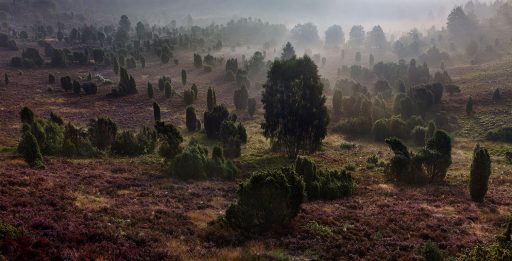 Lüneburger Heide, Totengrund.
