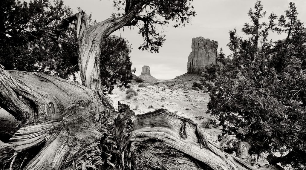 Monument Valley, tree at the "North Window".