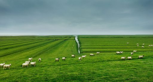 Schafe weiden auf den Wiesen am Nordstrander Damm, Beltringharder Koog.