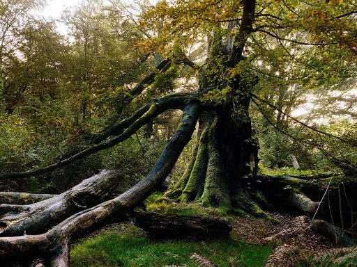 Reinhardswald, Hessen.