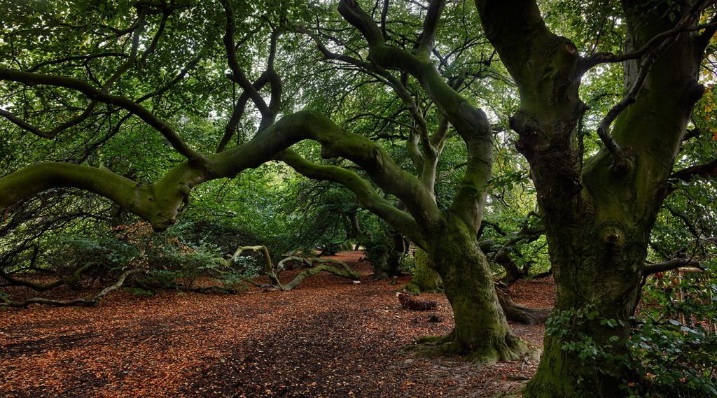 Süntelbuchen im Kurpark von Bad Nenndorf.